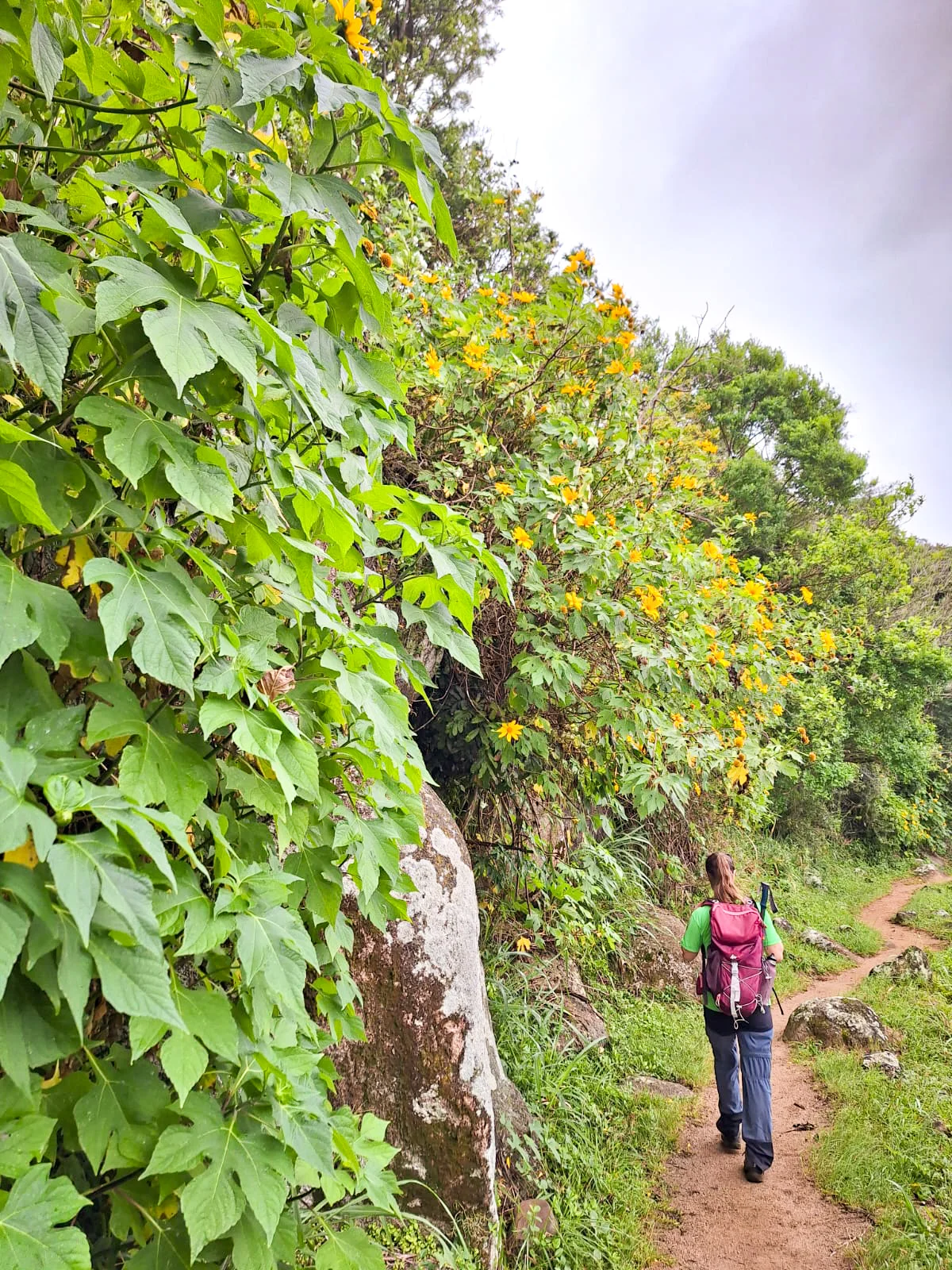 Trilha Costa da Lagoa - Florianópolis - Image 4